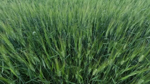 Green awned wheat spikes in early grain development stage, showing thick compact heads with moderate long bristles, highlighting cereal crop growth, field agriculture, and preharvest cultivation.