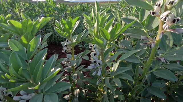 Broomrape parasitic plant growing among fava bean crops in a field, shows white, yellowish flowers attached to host roots, illustrating agricultural infestation, crop damage, and plant parasitism.