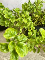 Fresh Brazilian spinach (Alternanthera sissoo) leaves growing in a home garden. Vibrant green tropical leafy vegetable with lush foliage, captured in natural daylight. Healthy edible plant commonly u © Difa