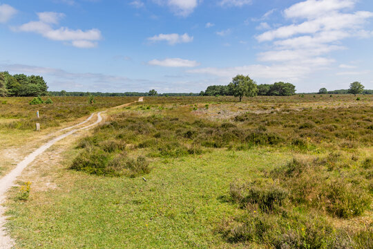 Bussum, Netherlands. A beautiful dirt path cutting through the vast natural landscape of the Bussumerheide nature reserve under a blue sky with white clouds.