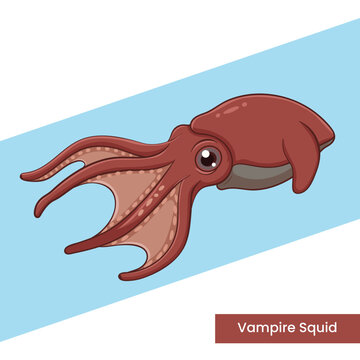 Detailed vector illustration of a vampire squid swimming against a blue background, showcasing its unique deep-sea anatomy and webbed tentacles.