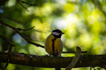 Great Tit Perched on a Tree Branch at Attenborough Nature Reserve, Nottingham, UK © Frank Goma