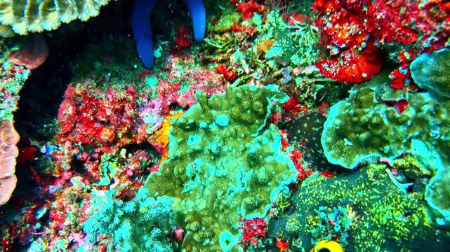 Top-down view of a vibrant tropical coral reef featuring colorful corals, sponges and reef textures. Ideal for marine conservation, biodiversity, underwater nature and tropical ocean themes.