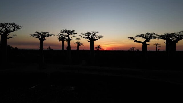 drone shot of Baobab Alley in Morondova, Madagascar at sunset. Silhouette of iconic ancient trees against a twilight sky in the African wilderness landscape.