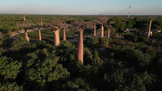 aerial drone overview of the entire natural monument of Baobab Alley in Morondova, Madagascar. Sprawling countryside landscape featuring clusters of iconic giant trees