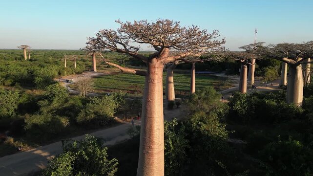 Close-up aerial drone tracking shot of a massive trunk at Baobab Alley, Morondova, Madagascar. Revealing the unique texture and grand scale of these endemic trees against the woods