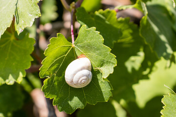 White Snail On Green Leaf Close-Up Macro Photo Showing Spiral Shell And Garden Nature Details © Noel