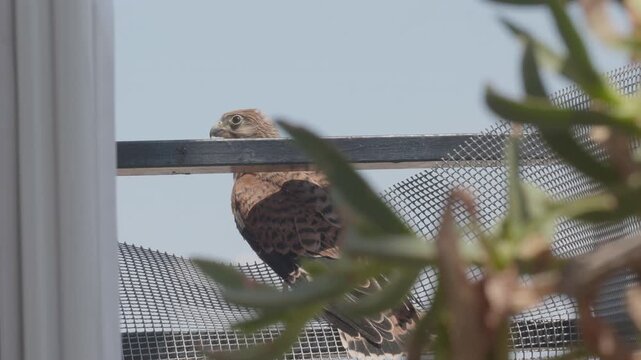 A detailed close-up shot of a common kestrel bird of prey perched behind a balcony net, turning its head and looking around curiously. Perfect for urban wildlife, birdwatching, and nature in the city