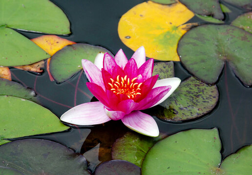Water lily lily on a clear sunny day. Flora domestic indoor plants and flowers.