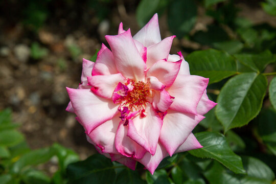 A Wimi rose on a clear sunny day. Flora domestic indoor plants and flowers.