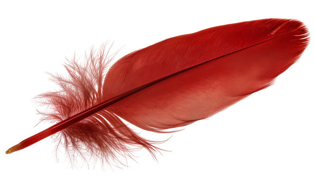 Isolated striking red bird feather with soft fluffy barbs, graceful elegance, and natural beauty.