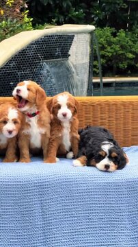 Adorable bernedoodle puppies sitting together on a blue blanket in this charming motion video footage clip