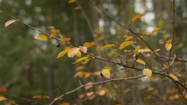 Beautiful yellow textured leaves in an autumn park that sway slowly in the wind
