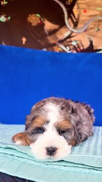 Adorable tri color bernedoodle puppy opening bright blue eyes in this charming animal motion video clip