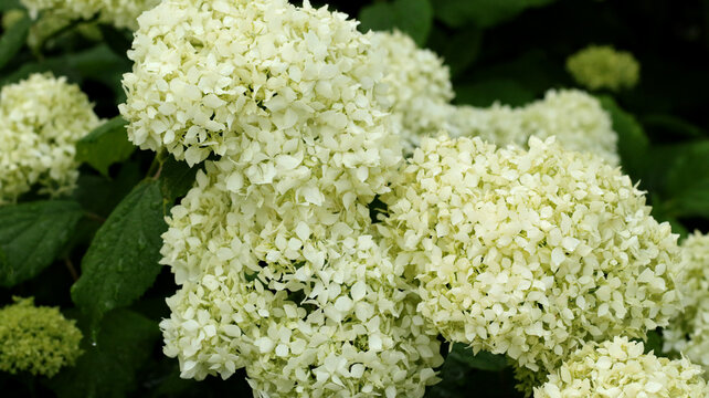 white smooth hydrangeas blooming in summer