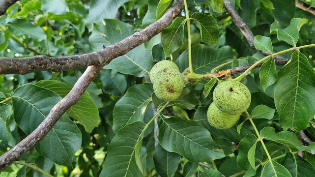 Green walnuts on a tree branch among leaves. Close-up of unripe walnut fruits in green skin growing on a tree branch surrounded by lush green leaves on a sunny day. Unripe walnut fruits