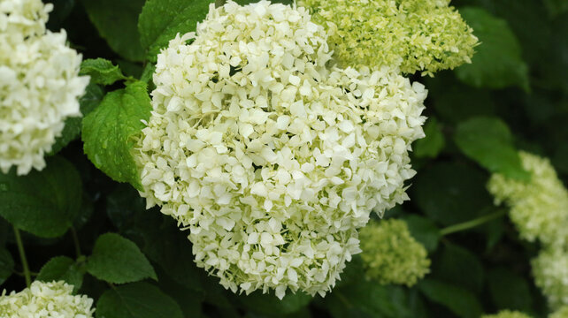 white smooth hydrangeas blooming in summer