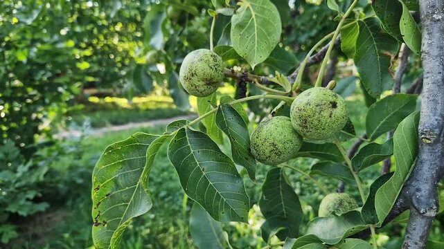 Green walnuts on a tree branch among leaves. Close-up of unripe walnut fruits in green skin growing on a tree branch surrounded by lush green leaves on a sunny day. Unripe walnut fruits