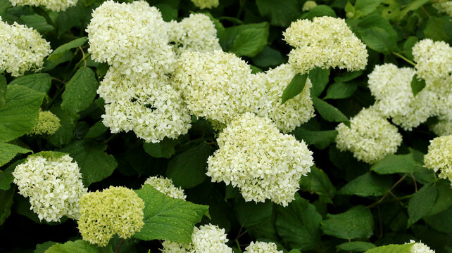 white smooth hydrangeas blooming in summer