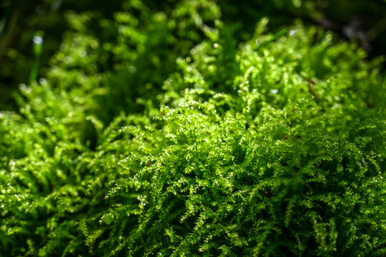 Moss close up with sunlight shining through. Green moss illuminated by sunlight in forest.