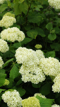 white smooth hydrangeas blooming in summer