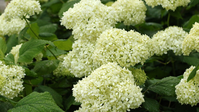 white smooth hydrangeas blooming in summer
