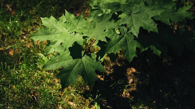 The sun's rays fall on maple leaves located close to the ground. Very cool light