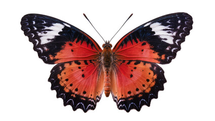 Isolated vibrant red orange and black tropical butterfly showing elegant open wings © Saoirse