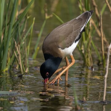 black winged stilt