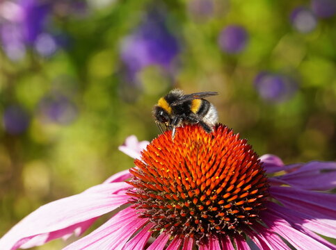 summer in the garden
