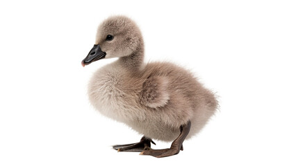 Small fluffy grey swan cygnet chick sitting down isolated on transparent background © Olga