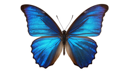 Fototapeta premium Isolated beautiful iridescent blue tropical Morpho butterfly with open detailed wings