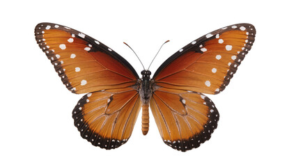 Isolated vibrant orange and brown butterfly with delicate spotted wings in a detailed view © Saoirse