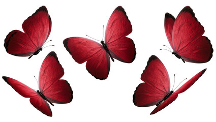 Isolated red butterflies flying gracefully, a vibrant collection of elegant insects with beautiful scarlet wings © Saoirse