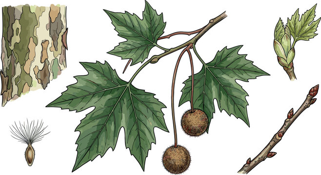 London Plane Tree Platanus Orientalis Botanical Element Set with Maple Like Green Leaves Seed Ball Pods Camouflage Bark Texture Sprout and Twig Vectors
