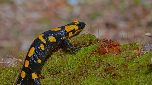 Close up of a vibrant fire salamander crawling on a green mossy forest floor