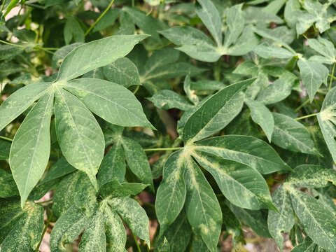 Close-up of green cassava leaves (Manihot esculenta) showing severe symptoms of cassava mosaic virus disease with characteristic yellow mottling, chlorosis, and leaf distortion in an agricultural fiel