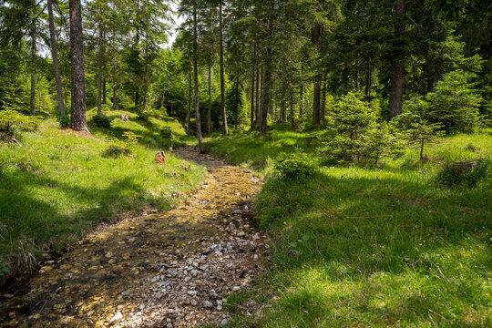 Forest stream winding through sunny alpine meadow in Mittenwald