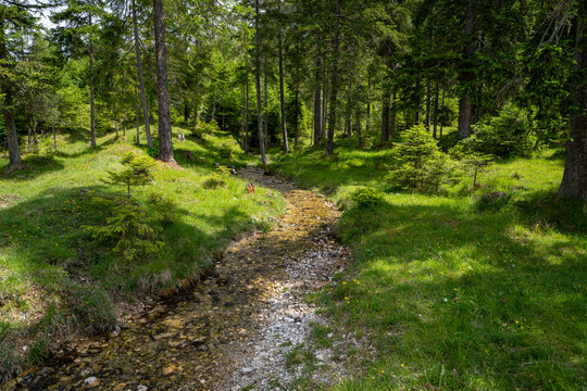 Clear mountain stream in a lush green forest in Mittenwald