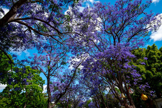 Jacaranda Tree Blossom in Perth - Western Australia