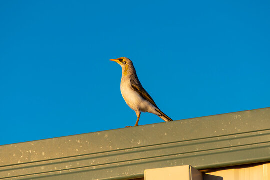 White-Plumed Honeyeater - Western Australia