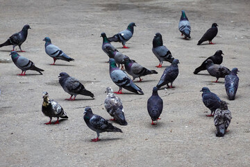Group of Pigeons bird on city street. © NoonVirachada
