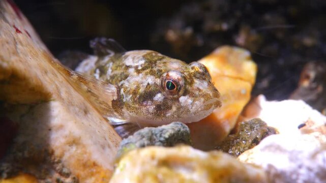 Macro underwater shot of hiding Bullhead fish on a gravel stream bed, Wiltshire, UK