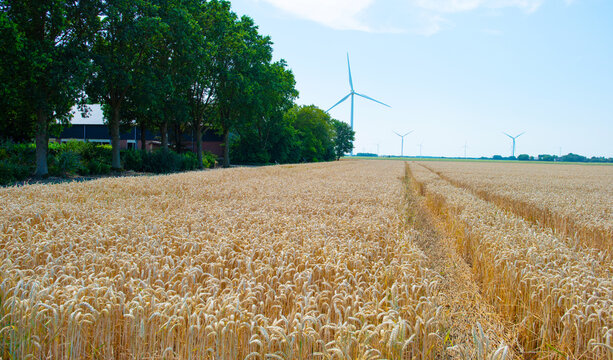 Agricultural fields and impressions in a bright summer day under a blue sky