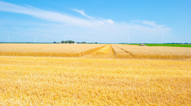Agricultural fields and impressions in a bright summer day under a blue sky