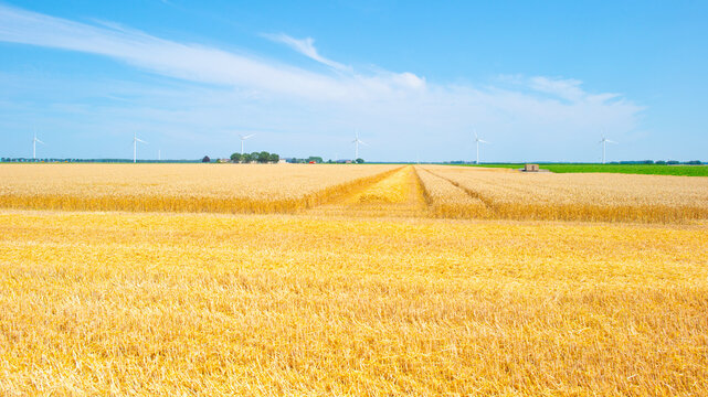Agricultural fields and impressions in a bright summer day under a blue sky