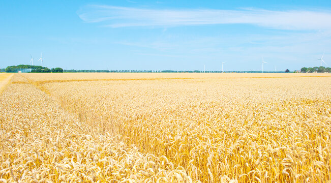 Agricultural fields and impressions in a bright summer day under a blue sky