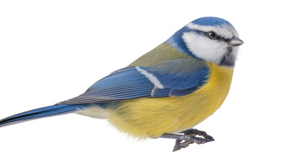 Isolated close up of a beautiful Eurasian blue tit bird with vibrant plumage looking right © Oisin
