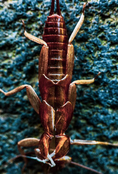 Close-up of an earwig exuvia (shed exoskeleton) from the order Dermaptera attached to a natural surface. The empty exoskeleton is left behind after the insect molts, a natural process that allows grow