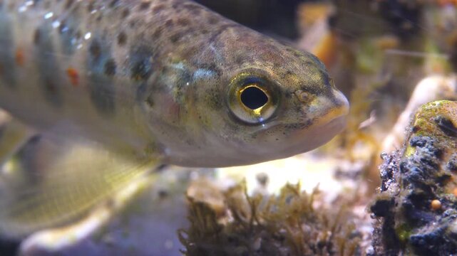 Close up macro shot of Juvenile Brown Trout swimming in current in the River Avon, Wiltshire, UK